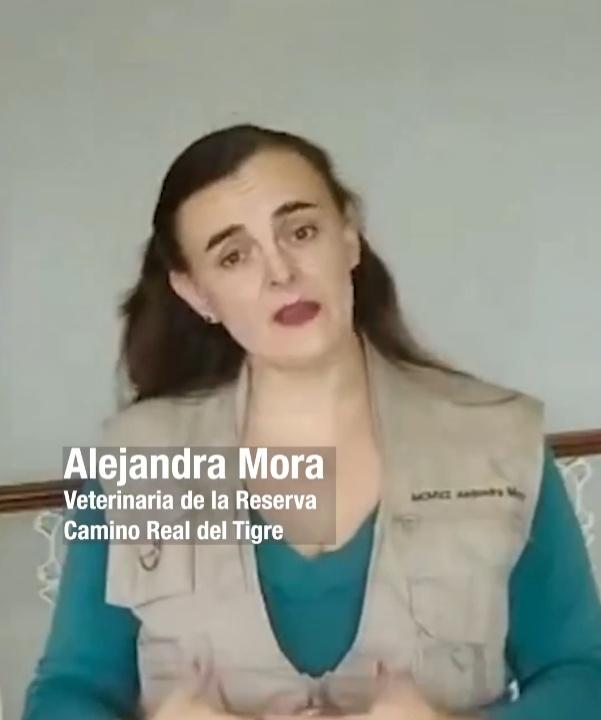 女獸醫:牠想玩我的雨衣才會抓住我。(X)