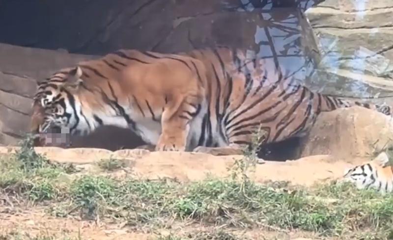 園方出於安全考量,沒有讓工作人員進入產房進行干預。(微博)