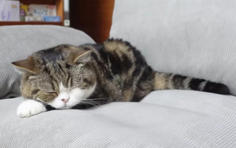 Maru早於2016年,以累積超過3.25億次觀看的成績。(YouTube)