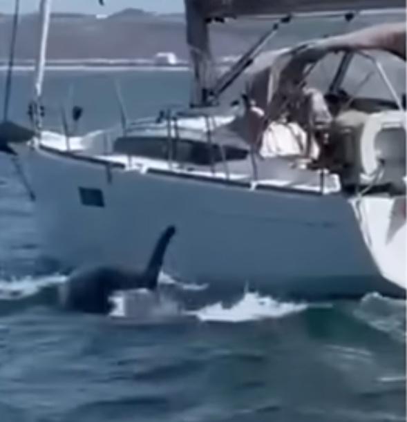 至少一條虎鯨反覆、猛烈地衝撞遊艇側面,導致船身劇烈搖晃並開始進水。(X)