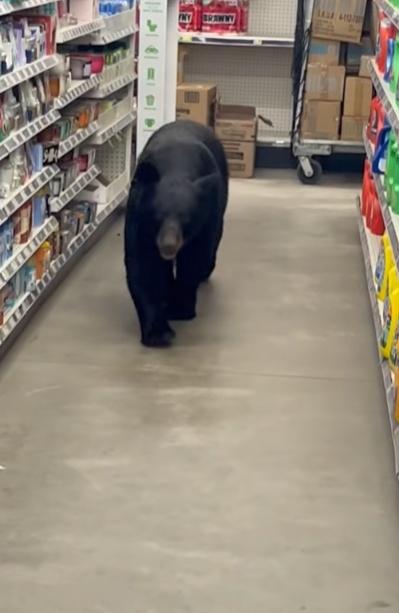 地產經紀Sean試圖把黑熊引出商店。(X)