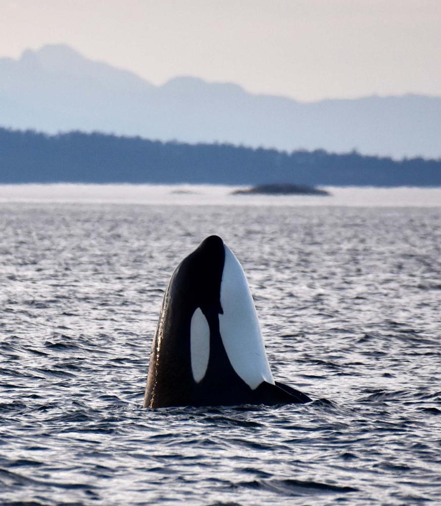 科學家分析殺人鯨行為背後的動機,至今未有結論。(網上圖片)