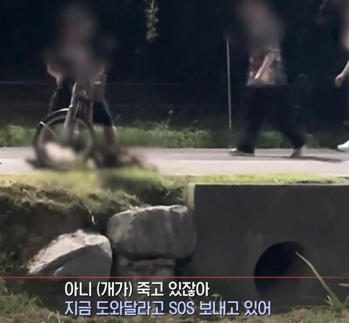 路過民眾發現帕夏一邊流血一邊喘氣,急忙上前制止。(YouTube)