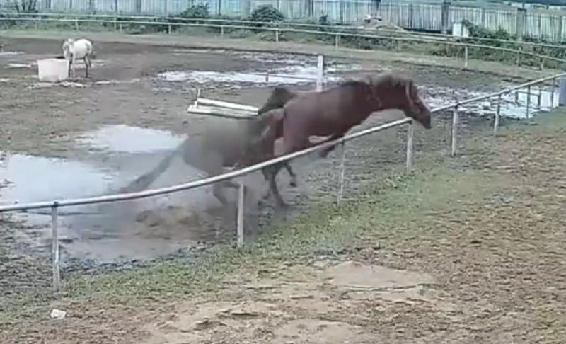 公馬要跳躍圍欄逃跑,詎料失足卡到圍欄後頭部向下墜地,當場折斷頸部喪命。(微博)