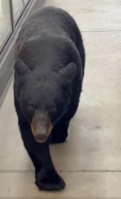 地產經紀Sean試圖把黑熊引出商店。(X)