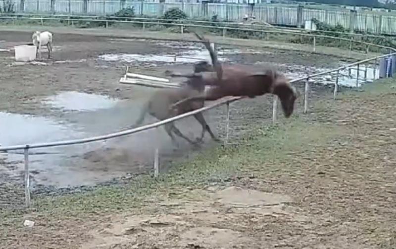 公馬要跳躍圍欄逃跑,詎料失足卡到圍欄後頭部向下墜地,當場折斷頸部喪命。(微博)