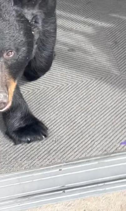 地產經紀Sean試圖把黑熊引出商店。(X)