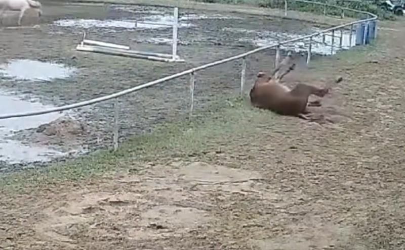 公馬要跳躍圍欄逃跑,詎料失足卡到圍欄後頭部向下墜地,當場折斷頸部喪命。(微博)