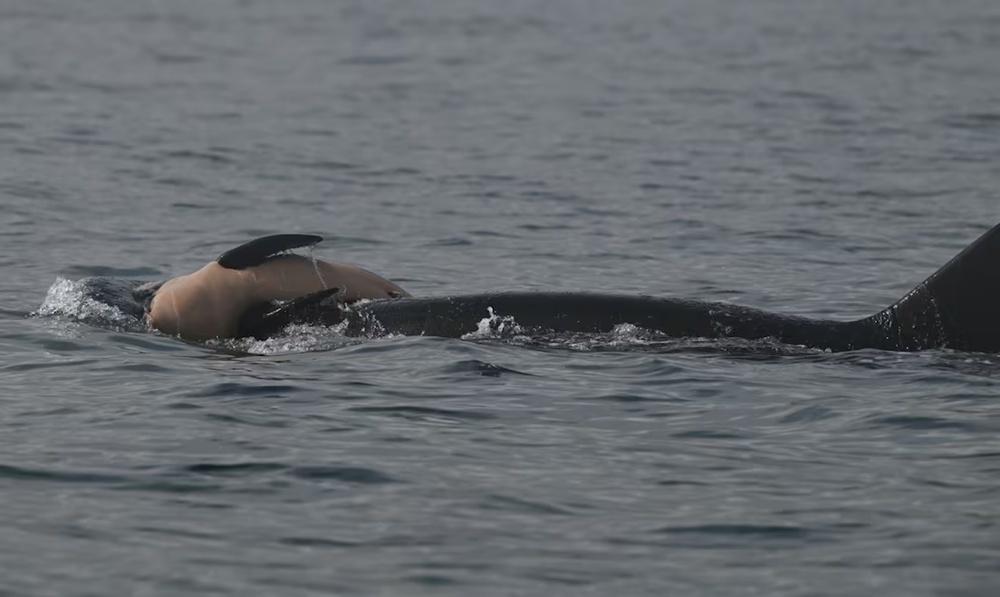 研究人員證實,屍體為雌性小殺人鯨,研判出生不超過3天,臍帶還沒脫落。(X)
