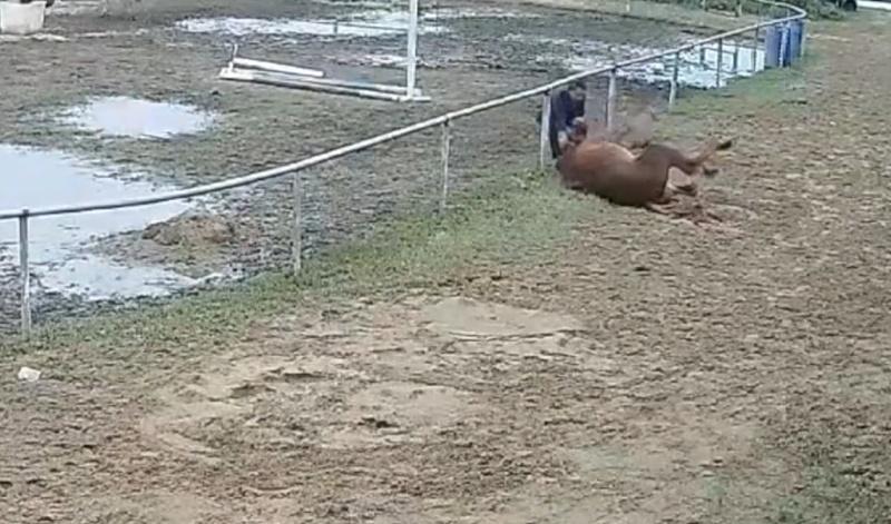 飼主表示,公馬養了4年,是俱樂部的主力馬,損失大約3萬元人民幣。(微博)