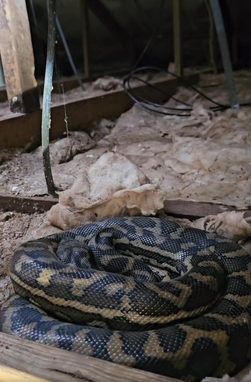 Stu隨後使用梯子打開天花板,發現閣樓內藏有3條巨大的地毯蟒蛇。(FB)