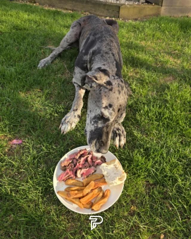 Hunter說,Iris已經在家人陪伴下去到了汪星,在汪生的最後選擇牛扒當作最後一餐。(FB)