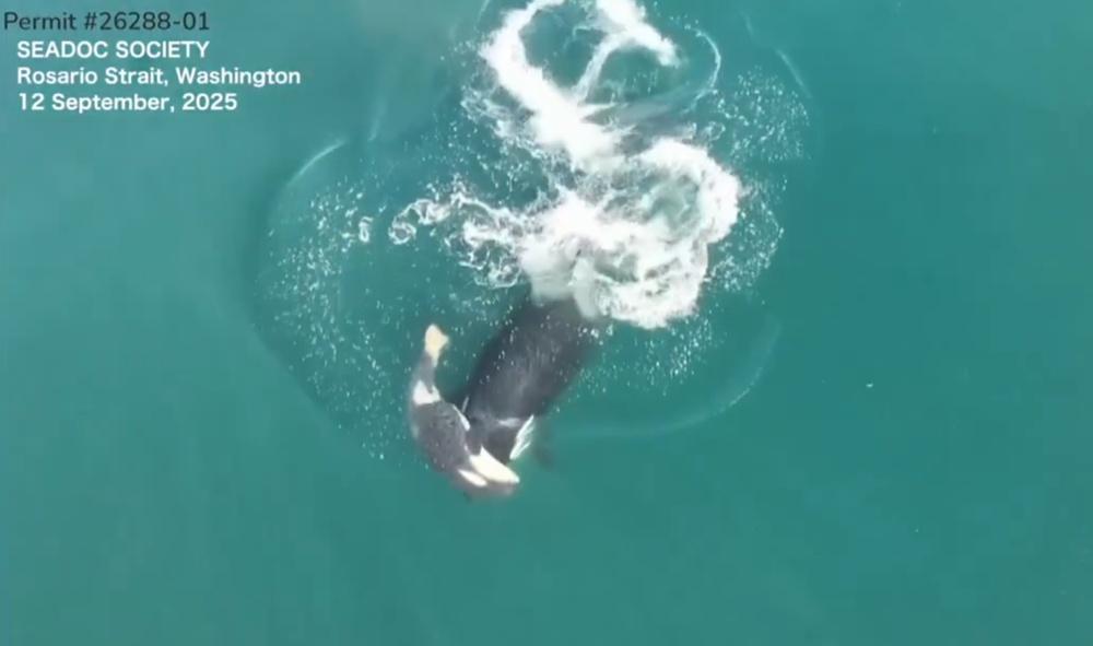 殺人鯨寶寶死亡率不低,目前僅存約73條。(X)