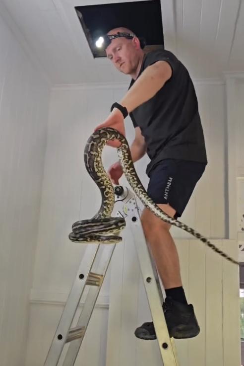 Stu隨後使用梯子打開天花板,發現閣樓內藏有3條巨大的地毯蟒蛇。(FB)