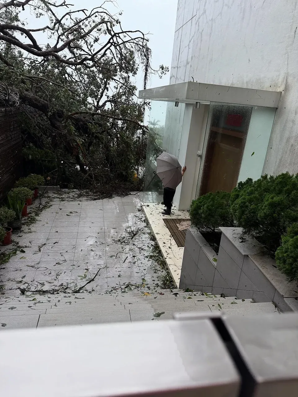 汪明荃(Liza姐)住所牆外大樹倒冧以致阻塞了出入通道,並由消防員出動協助