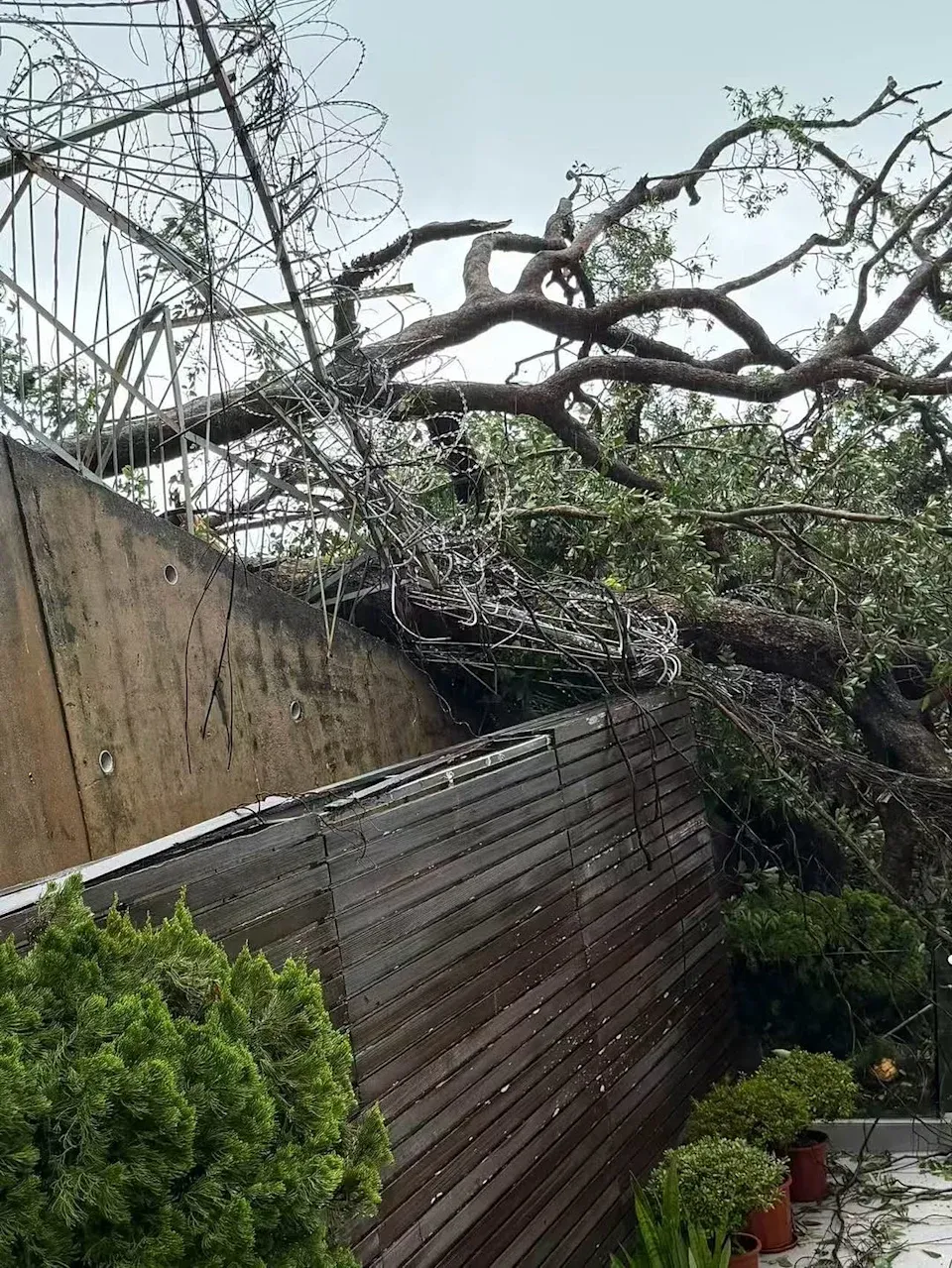 汪明荃(Liza姐)住所牆外大樹倒冧以致阻塞了出入通道,並由消防員出動協助