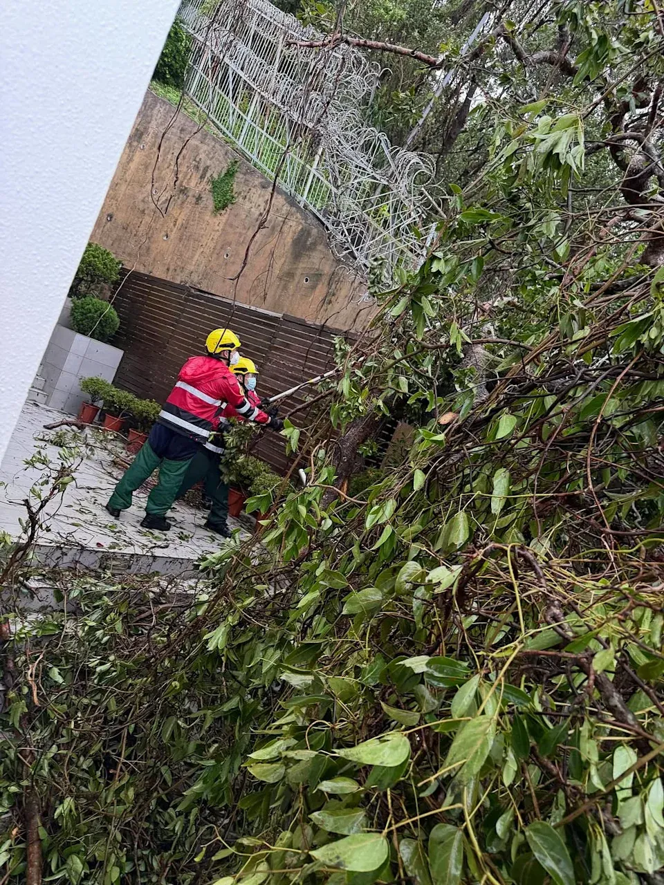 汪明荃(Liza姐)住所牆外大樹倒冧以致阻塞了出入通道,並由消防員出動協助