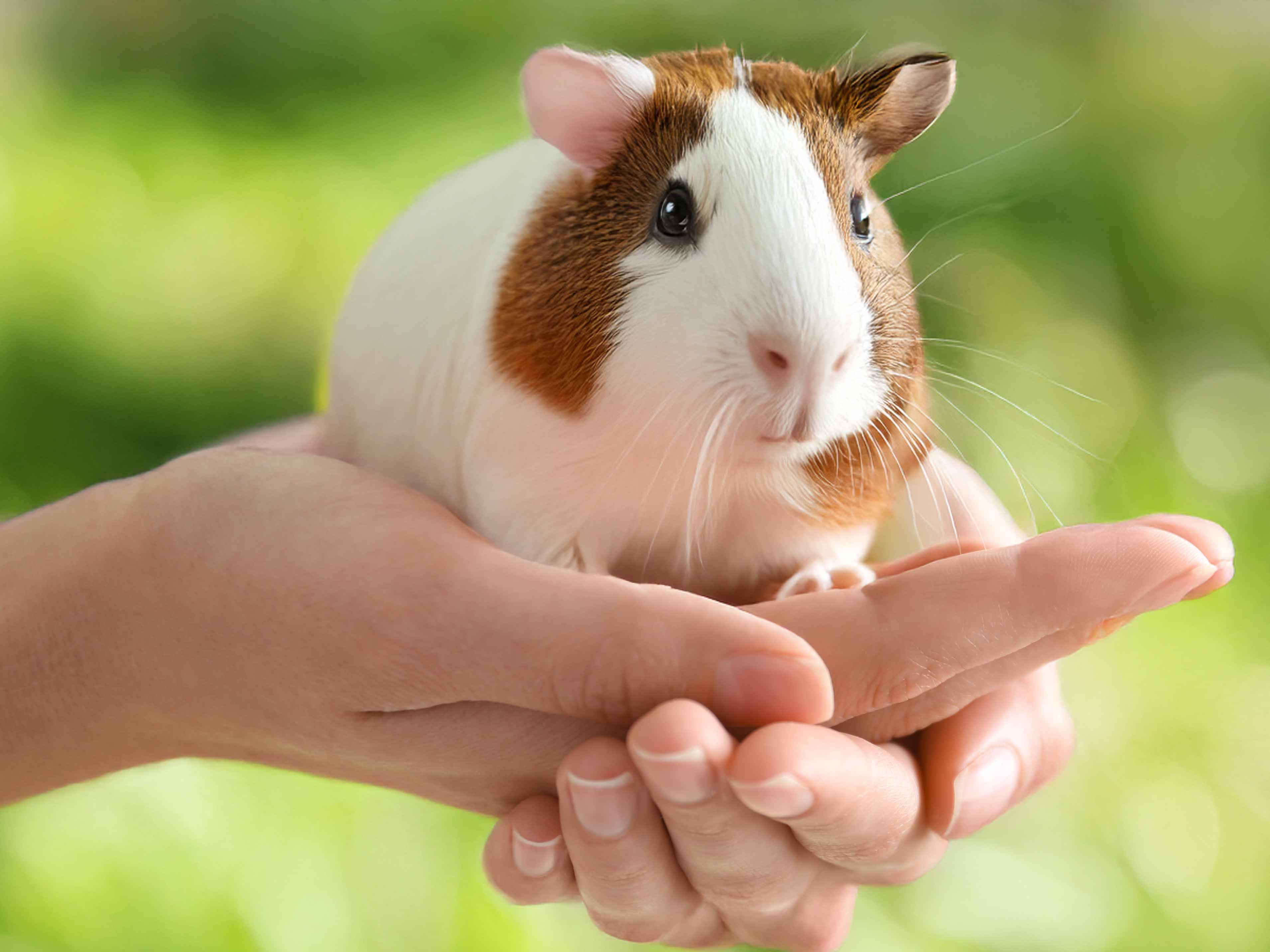 親親小動物見面會