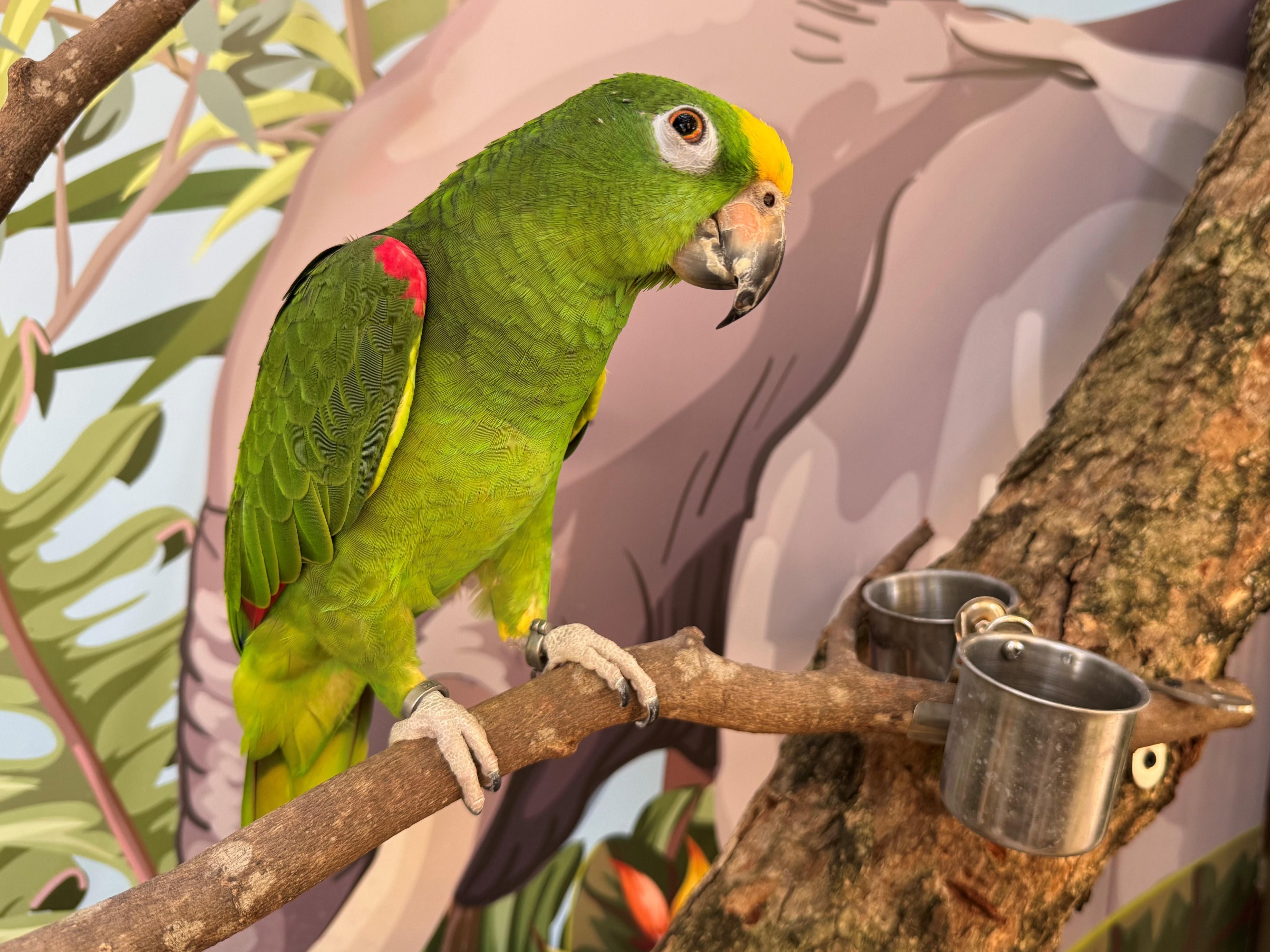 訪客可與園內各種小動物來個近距離見面