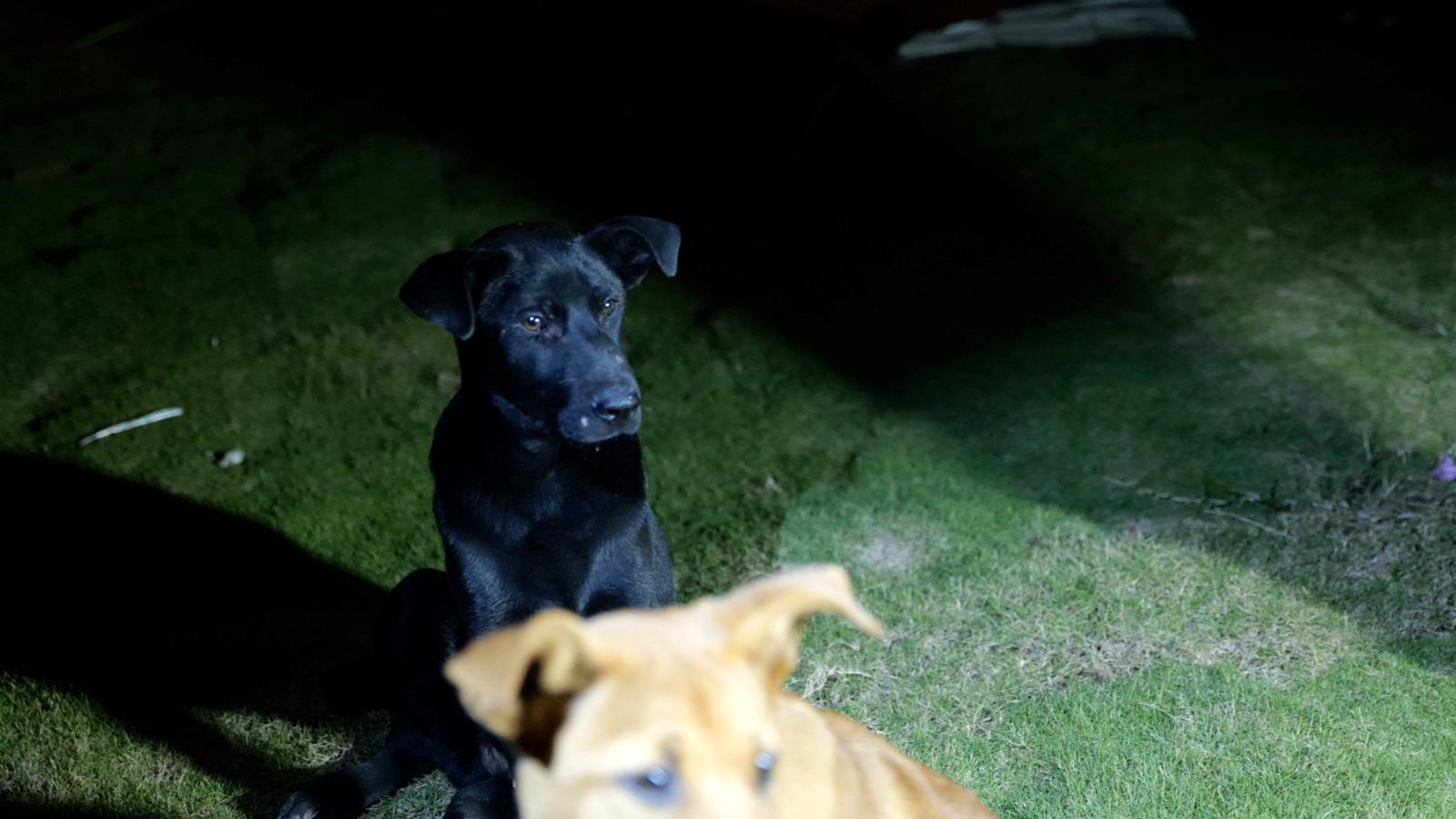 紀錄片《毛家》真實呈現四十多隻流浪狗的命運起伏。