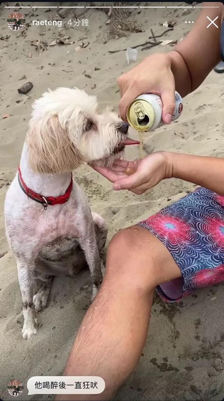 若盈IG Story上載「餵狗喝酒」短片,引起網民不滿。