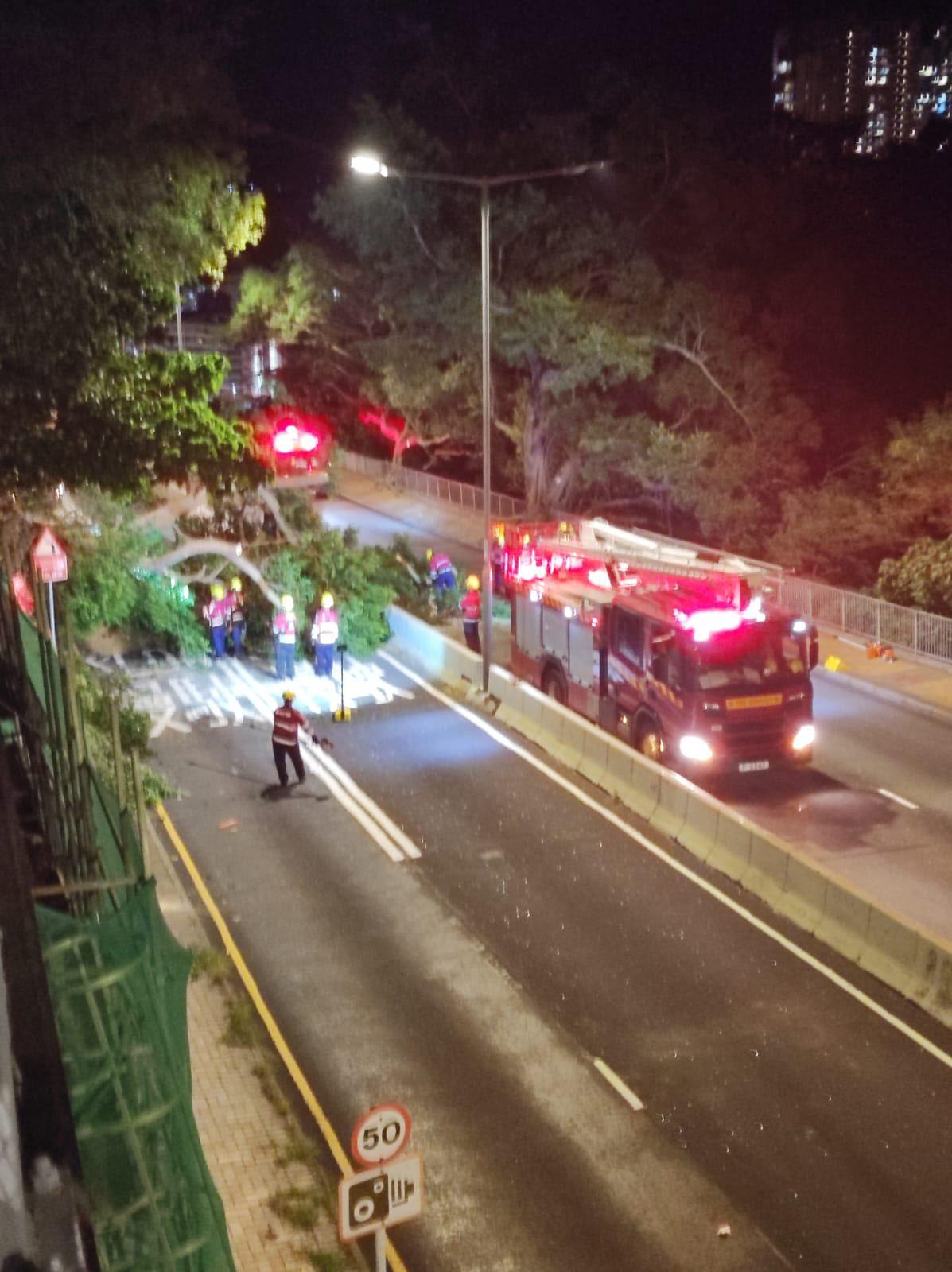 薄扶林道十多米大樹倒塌 巴士路線改道 (@fbBosco Chu圖片)