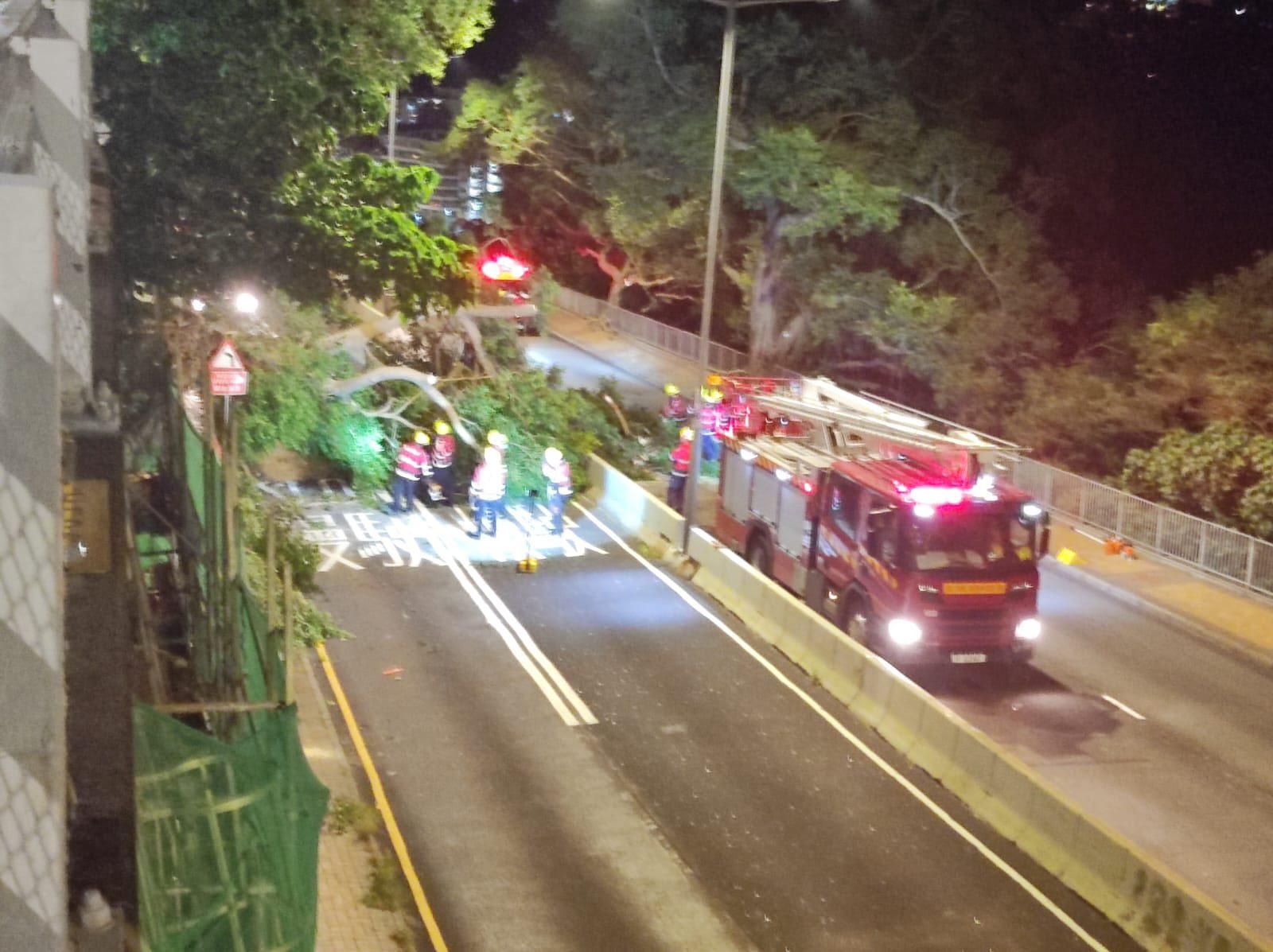 薄扶林道十多米大樹倒塌 巴士路線改道 (@fbBosco Chu圖片)