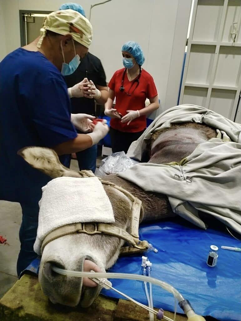 加州驢子中箭「穿肺」,接受手術把箭頭取出。(驢之國)