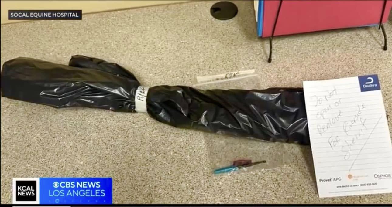 加州驢子中箭「穿肺」,接受手術把箭頭取出。(驢之國)