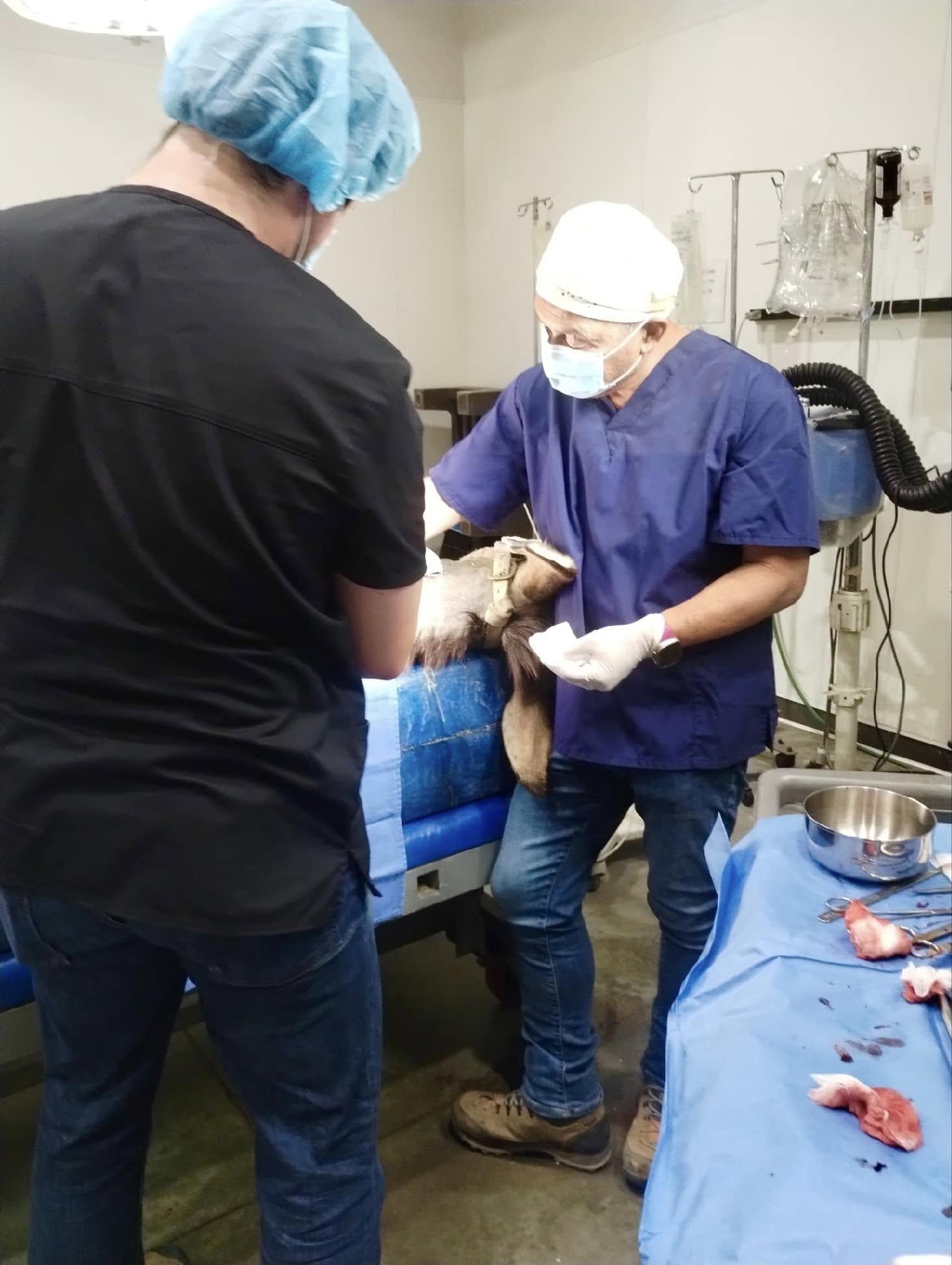 加州驢子中箭「穿肺」,接受手術把箭頭取出。(驢之國)