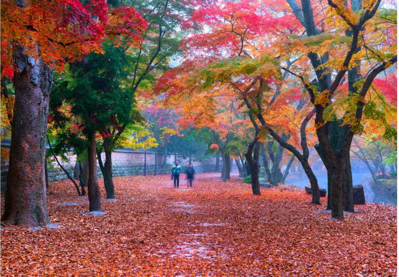 【韓國賞楓】全羅北道5天靜心之旅