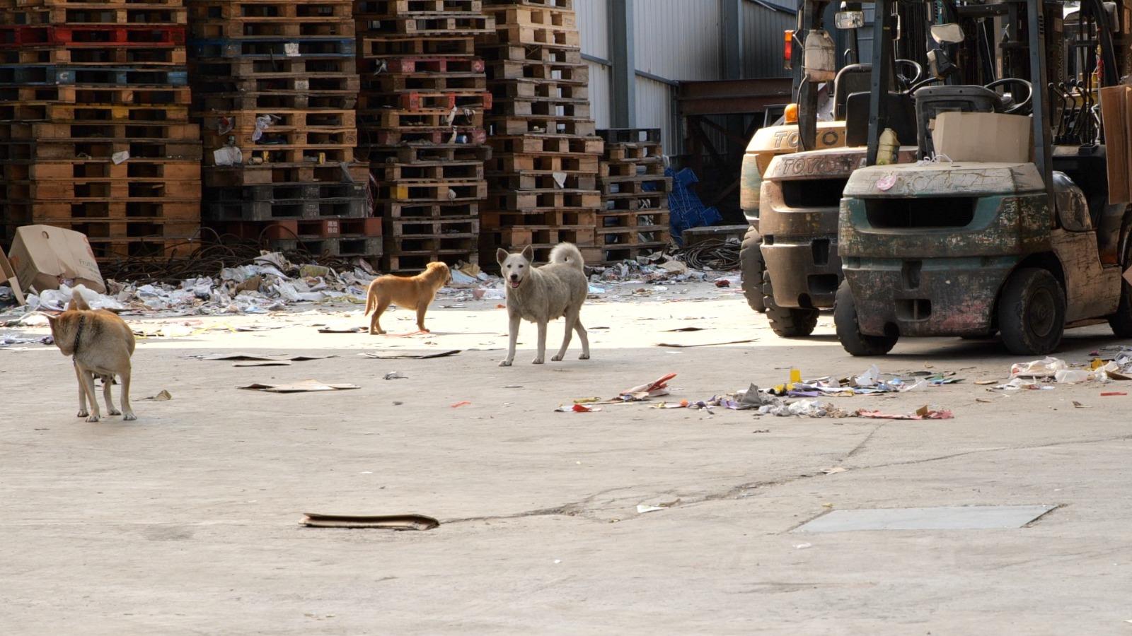 紀錄片《毛家》真實呈現四十多隻流浪狗的命運起伏。