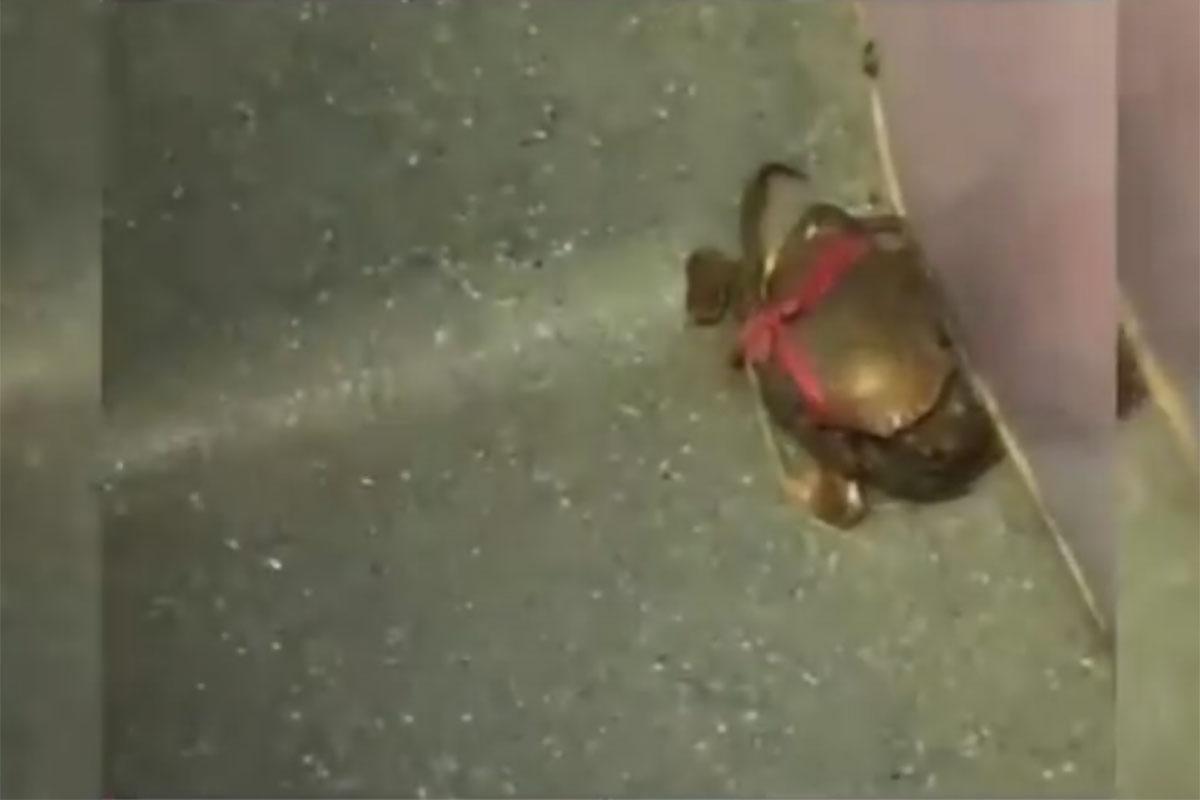 有乘客搭巴士在車廂遇到活生生的蟹。(Threads用戶_ching0214圖片)