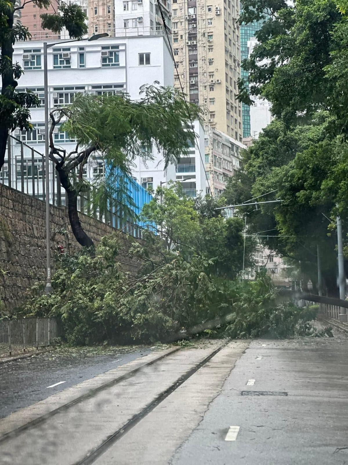政府1823電話中心及消防處分別收到4宗及15宗塌樹報告。(馬路的事討論區)