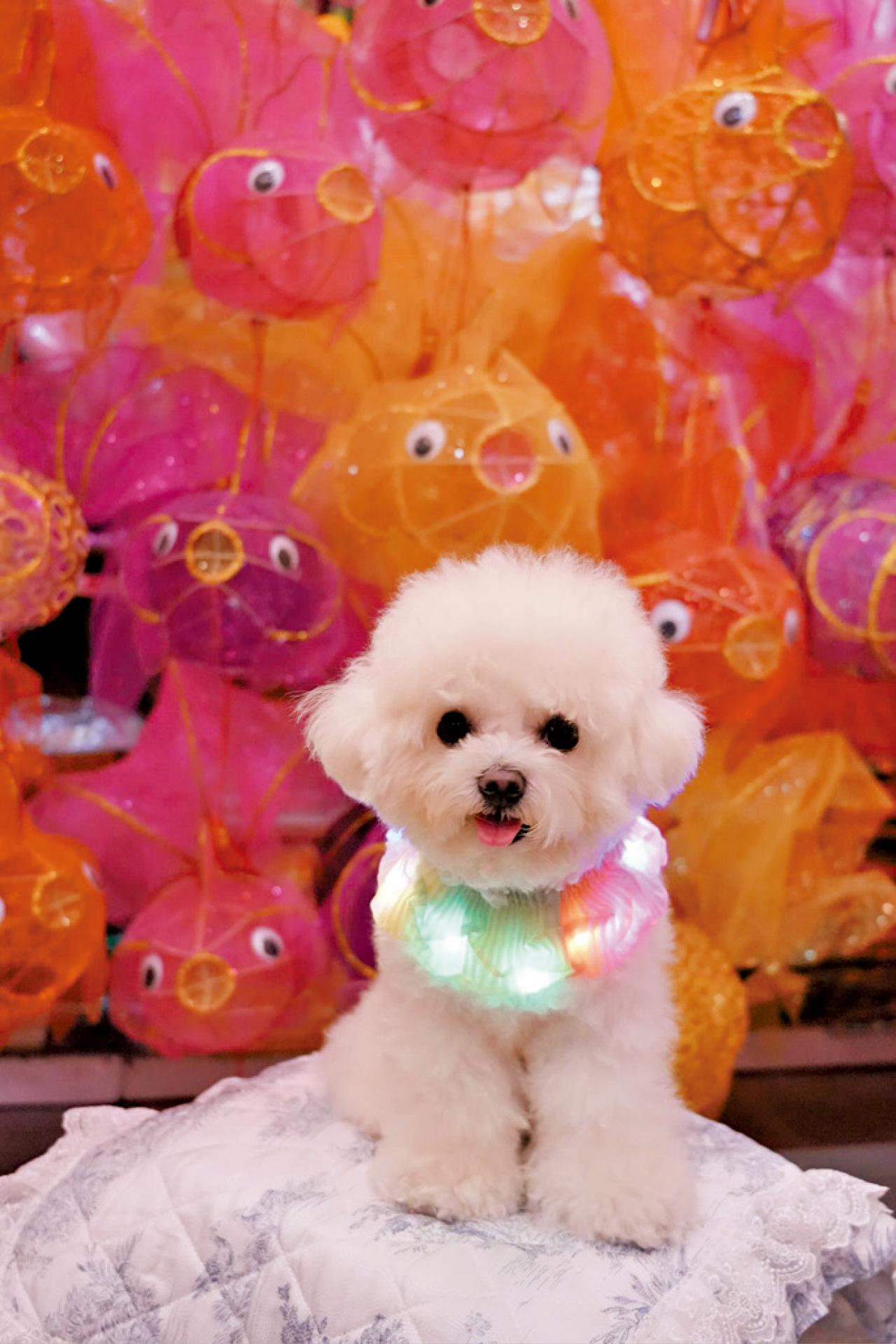 青衣城 Noah Pet Pet