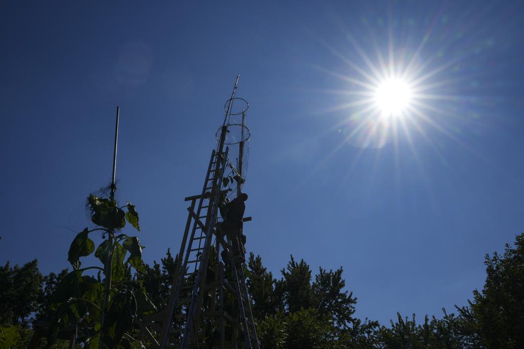 美國烏克蘭移民巴比奇種出全球最高的向日葵,象徵他對祖國烏克蘭的愛。(美聯社)