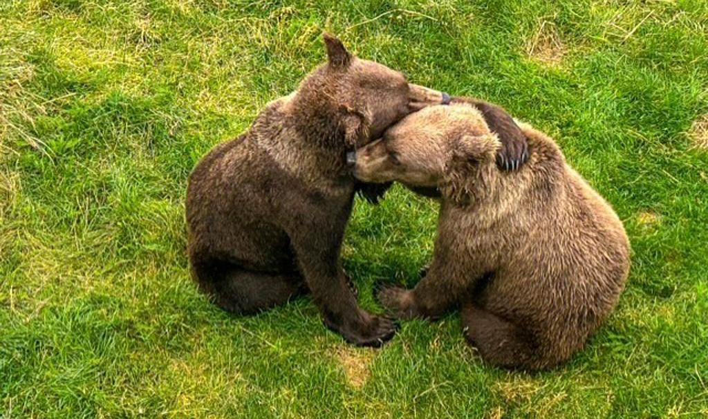 美國阿拉斯加卡特邁國家公園(Katmai National Park)約有2,200隻棕熊,圖為9月拍攝照片。(美聯社)