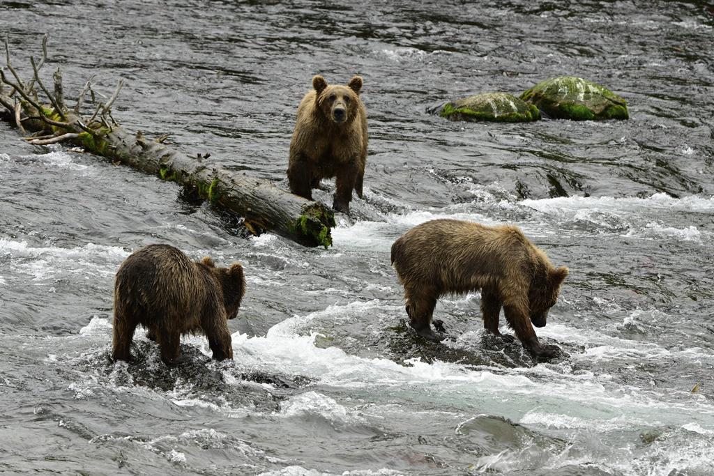 美國阿拉斯加卡特邁國家公園(Katmai National Park)約有2,200隻棕熊,圖為7月拍攝照片。(美聯社)