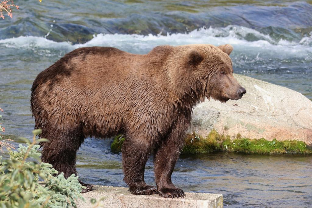 美國阿拉斯加卡特邁國家公園(Katmai National Park)約有2,200隻棕熊,609號在河上捕捉三文魚。(美聯社)
