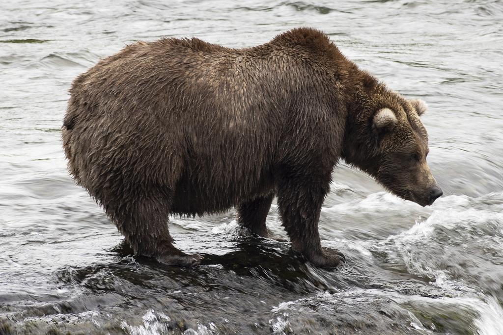 美國阿拉斯加卡特邁國家公園(Katmai National Park)約有2,200隻棕熊,909號在河上捕捉三文魚。(美聯社)