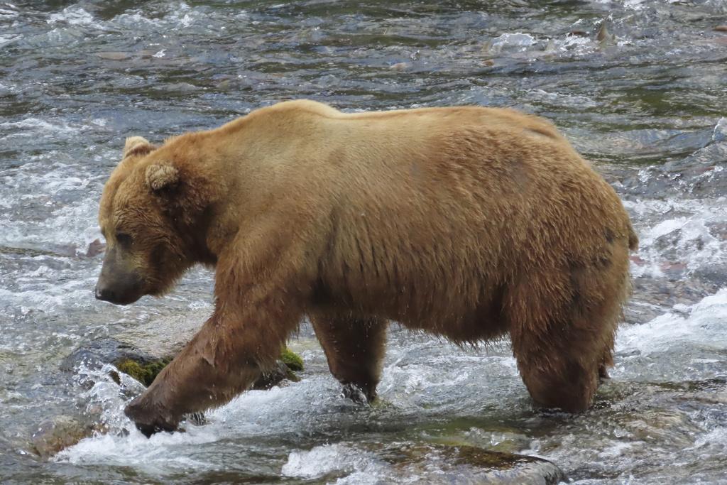 美國阿拉斯加卡特邁國家公園(Katmai National Park)約有2,200隻棕熊,圖為602號棕熊。(美聯社)