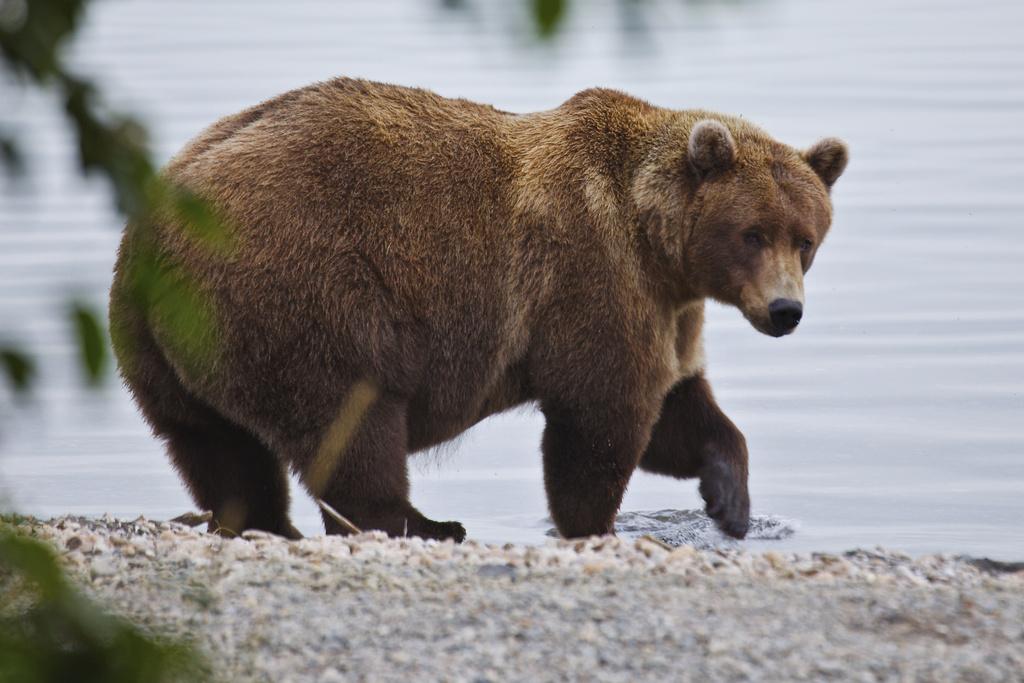 美國阿拉斯加卡特邁國家公園(Katmai National Park)約有2,200隻棕熊,圖為901號棕熊。(美聯社)