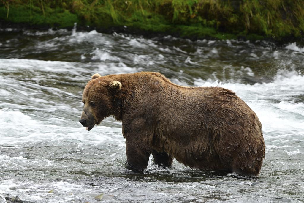 美國阿拉斯加卡特邁國家公園(Katmai National Park)約有2,200隻棕熊,圖為32號棕熊。(美聯社)