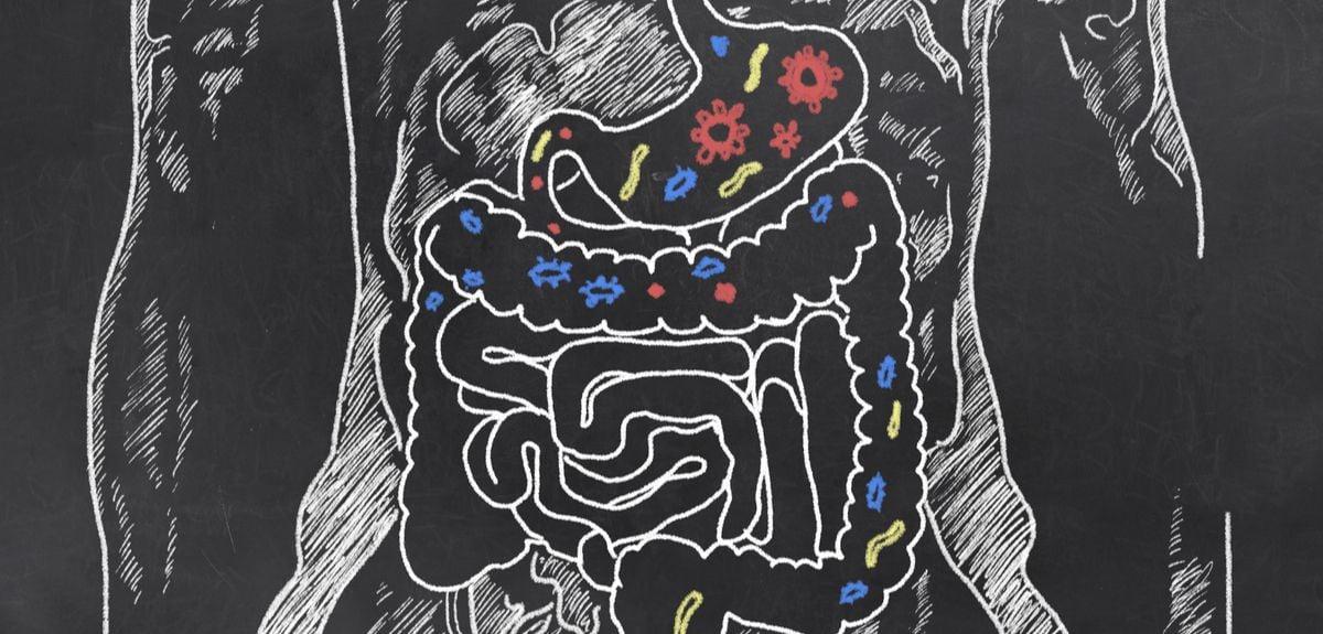 大腸影響大腦 研究:腸道好菌消失 記憶力隨之中斷