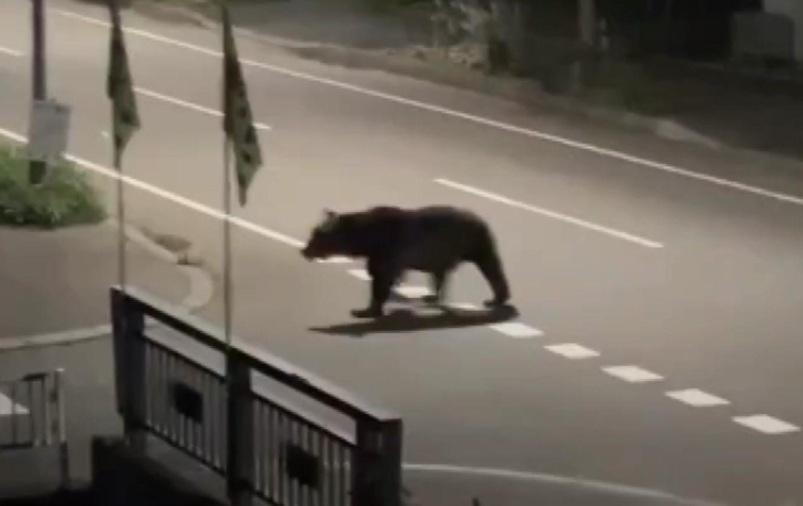 熊扮死突襲!?棕熊伏於馬路不動疑死去 男子上前搬走遭咬手腳