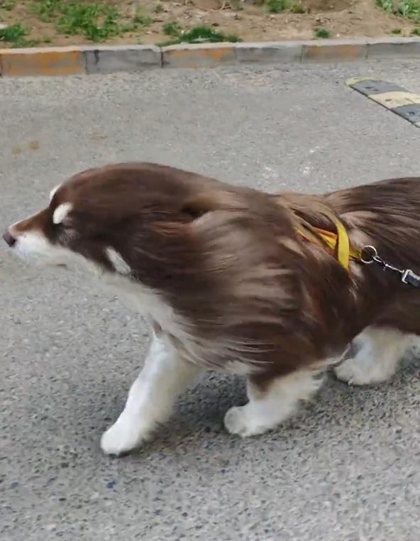 「奈何明月照醜狗」令愛犬登上熱搜。(影片截圖)