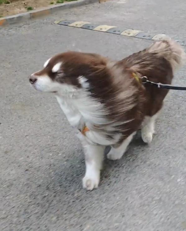 「奈何明月照醜狗」愛犬在強風下不繼意賣萌。(影片截圖)
