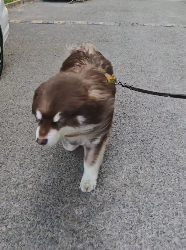 「奈何明月照醜狗」愛犬「被大風吹成海豹了」,引發網友熱議。(影片截圖)