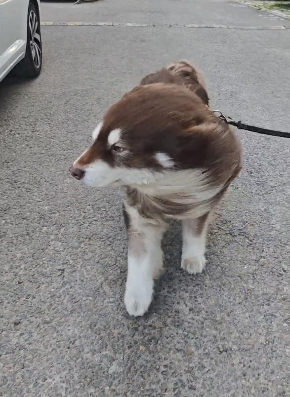 「奈何明月照醜狗」愛犬「被大風吹成海豹了」,引發網友熱議。(影片截圖)