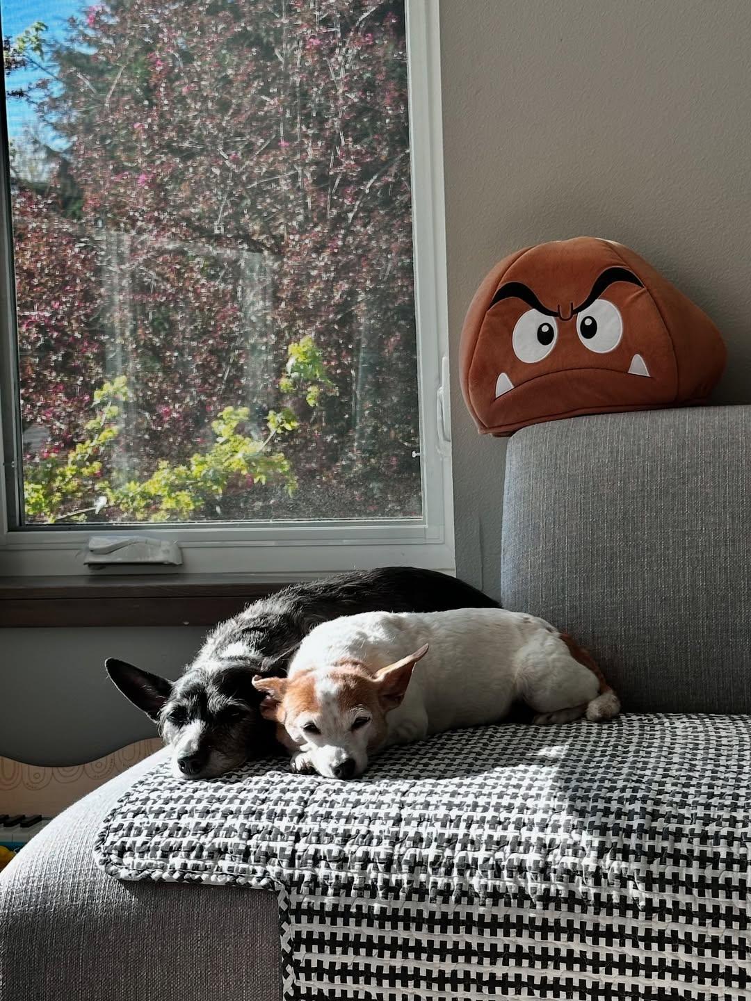 零負評女神Kelly Yang上載愛犬日常生活照。